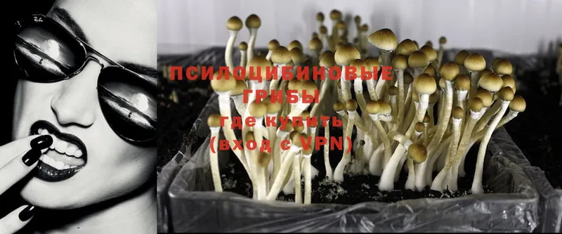 Галлюциногенные грибы Psilocybe  Артёмовск 